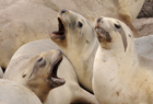 New Zealand Sea Lion Phocarctos hookeri 101383.jpg